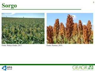 Sorgo
5
Fonte: Wallys Godoi, 2017. Fonte: Pionner, 2019.
 
