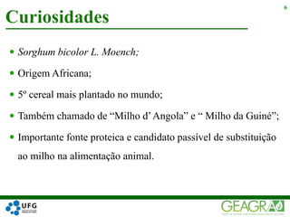  Sorghum bicolor L. Moench;
 Origem Africana;
 5º cereal mais plantado no mundo;
 Também chamado de “Milho d’Angola” e “ Milho da Guiné”;
 Importante fonte proteica e candidato passível de substituição
ao milho na alimentação animal.
Curiosidades
6
 
