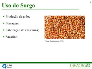  Produção de grão;
 Forragem;
 Fabricação de vassouras;
 Sacarino.
Uso do Sorgo
9
Fonte: Shutterstock, 2019.
 