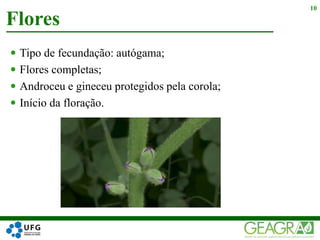  Tipo de fecundação: autógama;
 Flores completas;
 Androceu e gineceu protegidos pela corola;
 Início da floração.
Flores
10
 