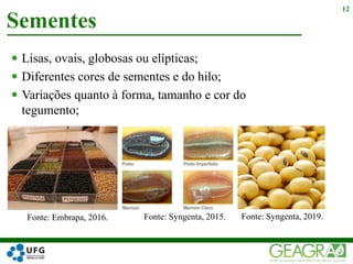  Lisas, ovais, globosas ou elípticas;
 Diferentes cores de sementes e do hilo;
 Variações quanto à forma, tamanho e cor do
tegumento;
Sementes
12
Fonte: Embrapa, 2016. Fonte: Syngenta, 2015. Fonte: Syngenta, 2019.
 