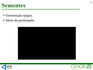  Germinação epígea;
 Início da germinação.
Sementes
13
 