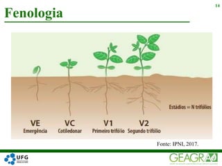 Fenologia
14
Fonte: IPNI, 2017.
 