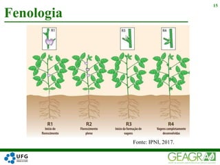 Fenologia
15
Fonte: IPNI, 2017.
 