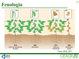 Fenologia
16
Fonte: IPNI, 2017.
 
