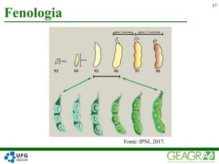 Fenologia
17
Fonte: IPNI, 2017.
 