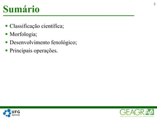  Classificação científica;
 Morfologia;
 Desenvolvimento fenológico;
 Principais operações.
Sumário
2
 