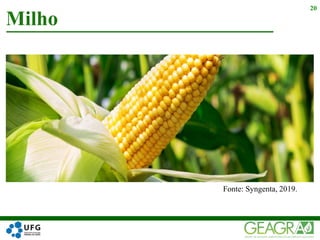 Milho
20
Fonte: Syngenta, 2019.
 