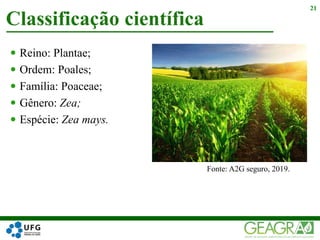  Reino: Plantae;
 Ordem: Poales;
 Família: Poaceae;
 Gênero: Zea;
 Espécie: Zea mays.
Classificação científica
21
Fonte: A2G seguro, 2019.
 