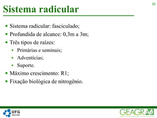  Sistema radicular: fasciculado;
 Profundida de alcance: 0,3m a 3m;
 Três tipos de raízes:
 Primárias e seminais;
 Adventícias;
 Suporte.
 Máximo crescimento: R1;
 Fixação biológica de nitrogênio.
Sistema radicular
22
 