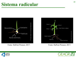 Sistema radicular
23
Fonte: DuPont Pioneer, 2017. Fonte: DuPont Pioneer, 2017.
 