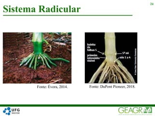 Sistema Radicular
24
Fonte: DuPont Pioneer, 2018.Fonte: Évora, 2014.
 
