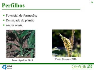  Potencial de formação;
 Densidade de plantio;
 Tassel seeds.
Perfilhos
26
Fonte: Agrolink, 2010. Fonte: Organics, 2011.
 