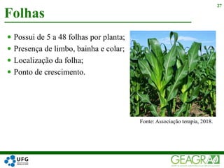  Possui de 5 a 48 folhas por planta;
 Presença de limbo, bainha e colar;
 Localização da folha;
 Ponto de crescimento.
Folhas
27
Fonte: Associação terapia, 2018.
 