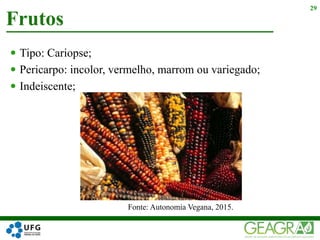  Tipo: Cariopse;
 Pericarpo: incolor, vermelho, marrom ou variegado;
 Indeiscente;
Frutos
29
Fonte: Autonomia Vegana, 2015.
 