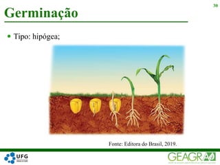  Tipo: hipógea;
Germinação
30
Fonte: Editora do Brasil, 2019.
 