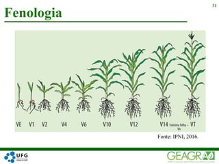 Fenologia
31
Fonte: IPNI, 2016.
 