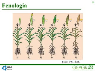 Fenologia
32
Fonte: IPNI, 2016.
 
