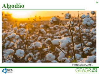 Algodão
36
Fonte: APagri, 2017.
 