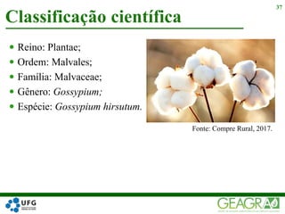  Reino: Plantae;
 Ordem: Malvales;
 Família: Malvaceae;
 Gênero: Gossypium;
 Espécie: Gossypium hirsutum.
Classificação científica
37
Fonte: Compre Rural, 2017.
 