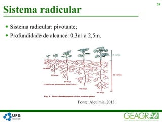 Sistema radicular: pivotante;
 Profundidade de alcance: 0,3m a 2,5m.
Sistema radicular
38
Fonte: Alquimia, 2013.
 