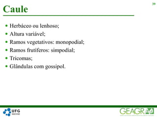  Herbáceo ou lenhoso;
 Altura variável;
 Ramos vegetativos: monopodial;
 Ramos frutíferos: simpodial;
 Tricomas;
 Glândulas com gossipol.
Caule
39
 