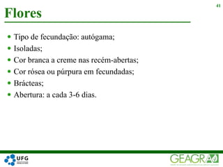  Tipo de fecundação: autógama;
 Isoladas;
 Cor branca a creme nas recém-abertas;
 Cor rósea ou púrpura em fecundadas;
 Brácteas;
 Abertura: a cada 3-6 dias.
Flores
41
 