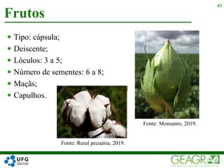  Tipo: cápsula;
 Deiscente;
 Lóculos: 3 a 5;
 Número de sementes: 6 a 8;
 Maçãs;
 Capulhos.
Frutos
43
Fonte: Monsanto, 2019.
Fonte: Rural pecuária, 2019.
 