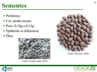  Piriforme;
 Cor: parda escura;
 Peso: 0,10g a 0,13g;
 Epiderme se diferencia;
 Óleo.
Sementes
44
Fonte: Oliveira, 2016.
Fonte: Cotton trade, 2019.
 