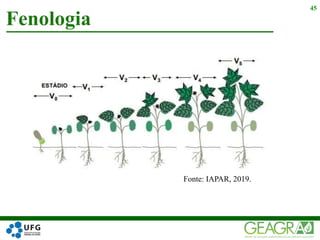 Fenologia
45
Fonte: IAPAR, 2019.
 