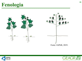 Fenologia
46
Fonte: IAPAR, 2019.
 