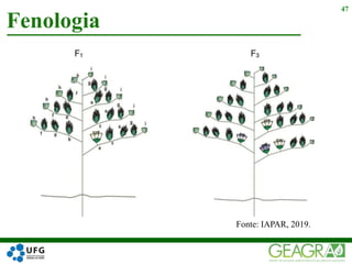 Fenologia
47
Fonte: IAPAR, 2019.
 