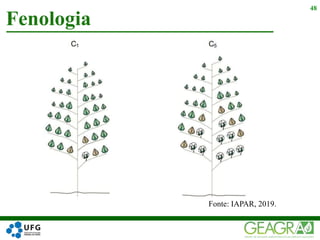 Fenologia
48
Fonte: IAPAR, 2019.
 