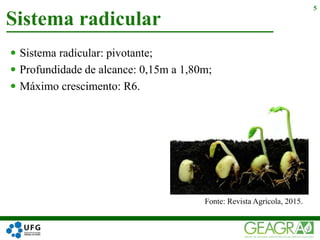  Sistema radicular: pivotante;
 Profundidade de alcance: 0,15m a 1,80m;
 Máximo crescimento: R6.
Sistema radicular
5
Fonte: Revista Agrícola, 2015.
 