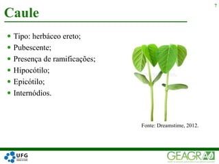  Tipo: herbáceo ereto;
 Pubescente;
 Presença de ramificações;
 Hipocótilo;
 Epicótilo;
 Internódios.
Caule
7
Fonte: Dreamstime, 2012.
 