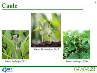 Caule
8
Fonte: Dreamstime, 2017.
Fonte: Embrapa, 2016.Fonte: Embrapa, 2012.
 