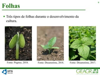  Três tipos de folhas durante o desenvolvimento da
cultura.
Folhas
9
Fonte: Dreamstime, 2017.Fonte: Dreamstime, 2018.Fonte: Pngtree, 2018.
 
