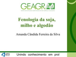 Unindo conhecimento em prol
Fenologia da soja,
milho e algodão
Amanda Cândida Ferreira da Silva
 