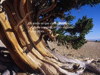 Há ainda os que carregam para
a semana seguinte, o mês seguinte
e anos afora...
 