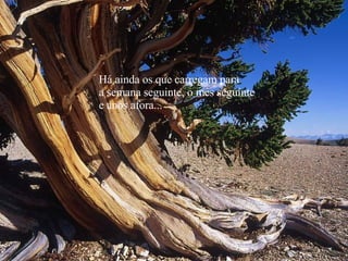 Há ainda os que carregam para a semana seguinte, o mês seguinte e anos afora... 