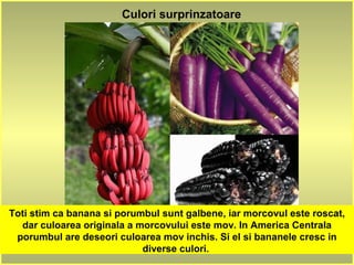 Culori surprinzatoare
Toti stim ca banana si porumbul sunt galbene, iar morcovul este roscat,
dar culoarea originala a morcovului este mov. In America Centrala
porumbul are deseori culoarea mov inchis. Si el si bananele cresc in
diverse culori.
 