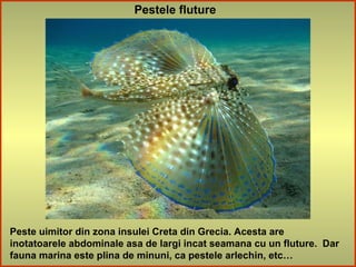 Pestele fluture
Peste uimitor din zona insulei Creta din Grecia. Acesta are
inotatoarele abdominale asa de largi incat seamana cu un fluture. Dar
fauna marina este plina de minuni, ca pestele arlechin, etc…
 