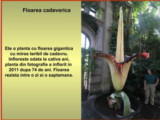 Floarea cadaverica
Ete o planta cu floarea gigantica
cu miros teribil de cadavru.
Infloreste odata la cativa ani,
planta din fotografie a inflorit in
2011 dupa 74 de ani. Floarea
rezista intre o zi si o saptamana.
 