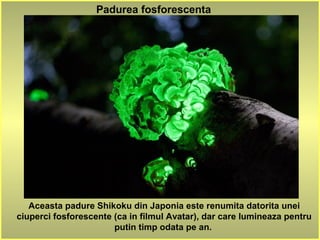 Padurea fosforescenta
Aceasta padure Shikoku din Japonia este renumita datorita unei
ciuperci fosforescente (ca in filmul Avatar), dar care lumineaza pentru
putin timp odata pe an.
 