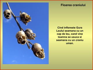 Floarea craniului
Cind infloreste Gura
Leului seamana cu un
cap de leu, cand vine
toamna se usuca si
seamana cu un craniu
uman.
 
