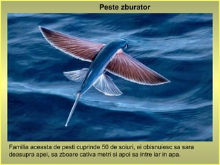 ‫החיות‬ ‫כל‬ ‫למרות‬ ,‫שלנו‬ ‫שבעולם‬ ‫הטבע‬ ‫מגוון‬ ‫כמה‬ ‫עד‬ ‫לעיתים‬ ‫לתפוס‬ ‫קשה‬
‫אשר‬ ‫במינן‬ ‫מיוחדות‬ ‫תופעות‬ ‫כמה‬ ‫עוד‬ ‫למצוא‬ ‫נוכל‬ ‫תמיד‬ ,‫מכירים‬ ‫שאנו‬ ‫והצמחים‬
‫אמא‬ ‫של‬ ‫ביותר‬ ‫הייחודיות‬ ‫מהתופעות‬ ‫כמה‬ ‫הכירו‬ .‫פעור‬ ‫הפה‬ ‫עם‬ ‫אותנו‬ ‫ישאירו‬
.‫טבע‬
Familia aceasta de pesti cuprinde 50 de soiuri, ei obisnuiesc sa sara
deasupra apei, sa zboare cativa metri si apoi sa intre iar in apa.
Peste zburator
 