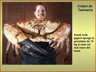 Crabul de
Tasmania
Acest crab
gigant ajunge la
greutatea de 14
kg si este cel
mai mare din
lume.
 