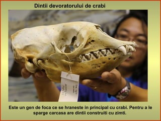 Dintii devoratorului de crabi
Este un gen de foca ce se hraneste in principal cu crabi. Pentru a le
sparge carcasa are dintii construiti cu zimti.
 