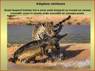 Adaptare uimitoare
Acest leopard traieste intr-o zona unde leoparzii au invatat sa vaneze
crocodili, exact in zonele unde crocodilii isi vaneaza prada.
 