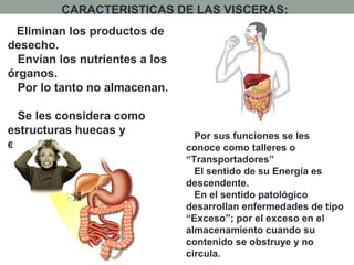 CARACTERISTICAS DE LAS VISCERAS:
Eliminan los productos de
desecho.
Envían los nutrientes a los
órganos.
Por lo tanto no almacenan.
Se les considera como
estructuras huecas y
externas.
Por sus funciones se les
conoce como talleres o
“Transportadores”
El sentido de su Energía es
descendente.
En el sentido patológico
desarrollan enfermedades de tipo
“Exceso”; por el exceso en el
almacenamiento cuando su
contenido se obstruye y no
circula.
 